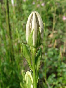 Zvonek broskvolistý (Campanula persicifolia L.)