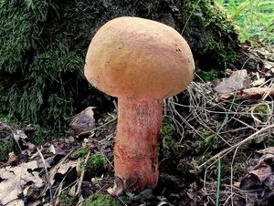 Klikni pro velký obrázek