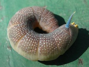 Klikni pro velký obrázek