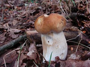 Klikni pro velký obrázek