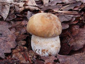 Klikni pro velký obrázek