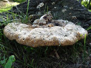 Klikni pro velký obrázek