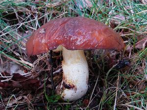 Klikni pro velký obrázek