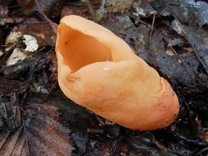 Klikni pro velký obrázek