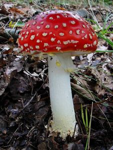 Klikni pro velký obrázek