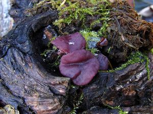 Klikni pro velký obrázek