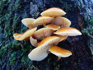 Klikni pro velký obrázek