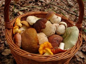 Klikni pro velký obrázek