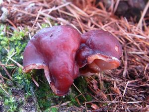 Klikni pro velký obrázek