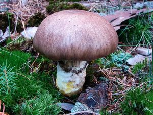 Klikni pro velký obrázek