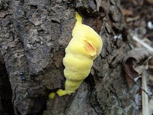 Klikni pro velký obrázek