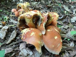 Klikni pro velký obrázek