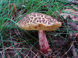 Klikni pro velký obrázek