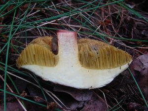 Klikni pro velký obrázek