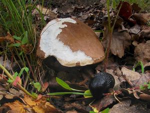 Klikni pro velký obrázek