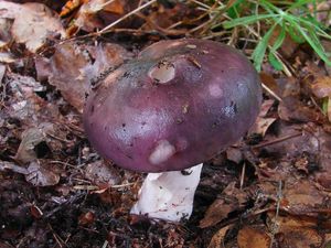 Klikni pro velký obrázek