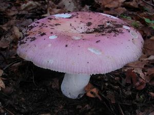 Klikni pro velký obrázek