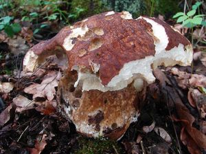 Klikni pro velký obrázek