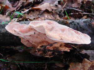 Klikni pro velký obrázek