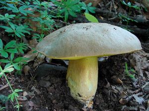 Klikni pro velký obrázek