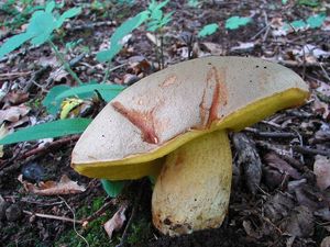 Klikni pro velký obrázek