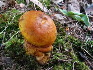 Klikni pro velký obrázek