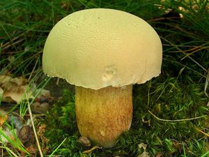 Klikni pro velký obrázek