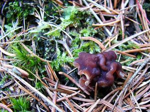 Klikni pro velký obrázek