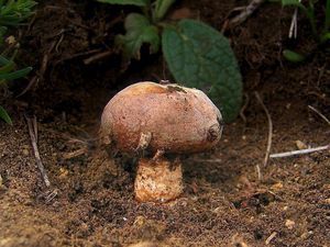 Klikni pro velký obrázek