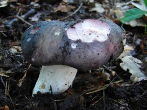 Klikni pro velký obrázek