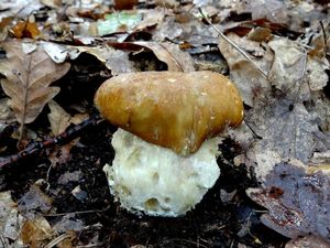 Klikni pro velký obrázek