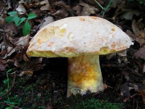 Klikni pro velký obrázek