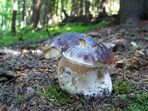 Klikni pro velký obrázek