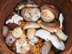 Klikni pro velký obrázek