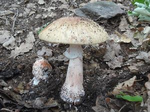 Klikni pro velký obrázek