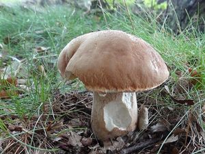 Klikni pro velký obrázek