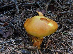 Klikni pro velký obrázek