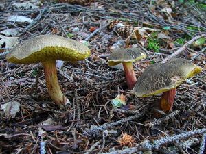 Klikni pro velký obrázek