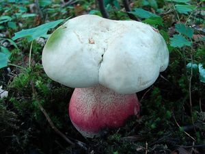 Klikni pro velký obrázek