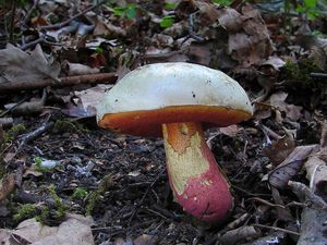 Klikni pro velký obrázek