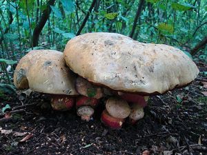 Klikni pro velký obrázek