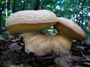 Klikni pro velký obrázek