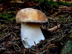 Klikni pro velký obrázek