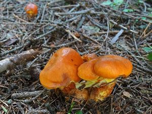 Klikni pro velký obrázek