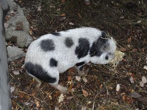 Klikni pro velký obrázek