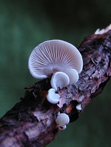 Klikni pro velký obrázek