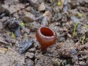 Klikni pro velký obrázek