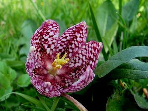 Klikni pro velký obrázek