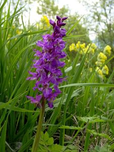 Klikni pro velký obrázek