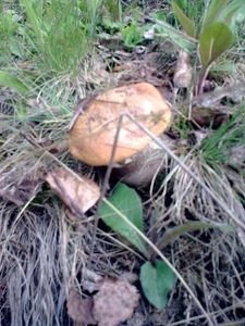 Klikni pro velký obrázek